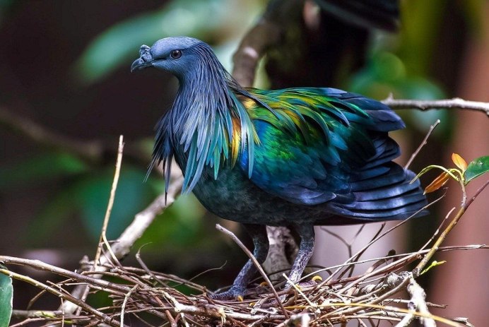 1663058325-51-poknok-art-p-strannie-ptitsi-56