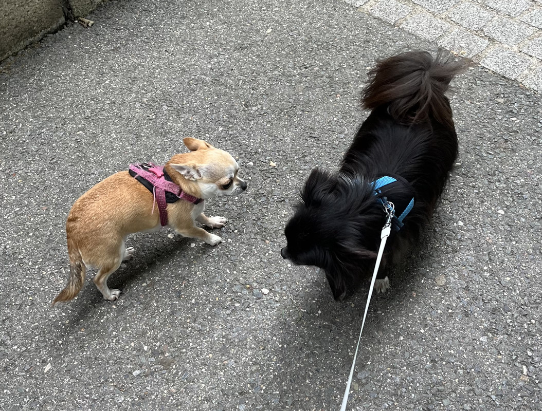 [Image: 1680-F1-FA-93-F4-4-E69-836-F-EB2-BD40-EAB7-D.jpg]