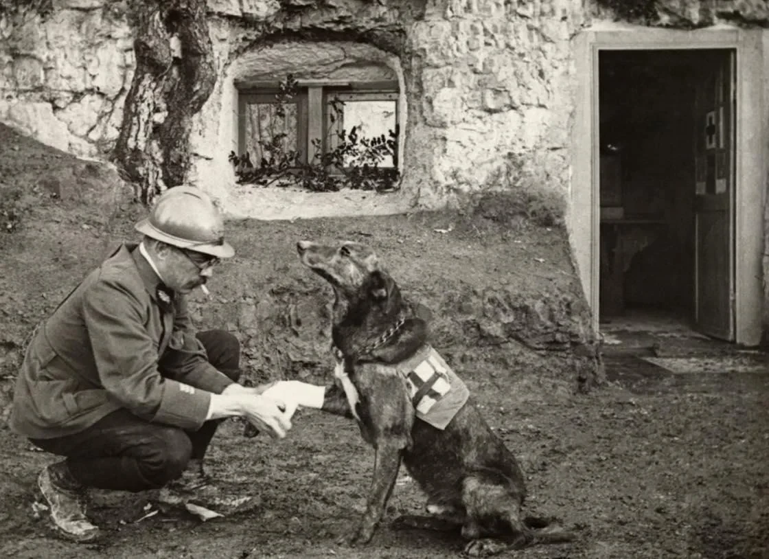 red-cross-dog