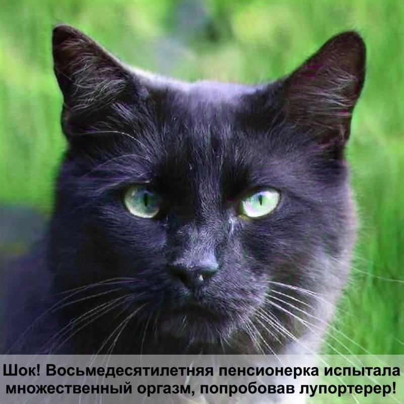 дорогой окрас шотландских кошек