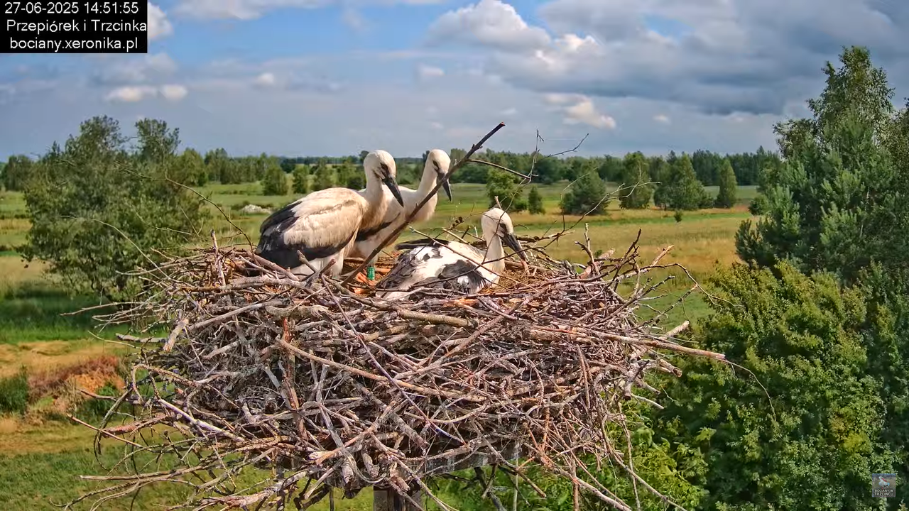 27062025bociany30