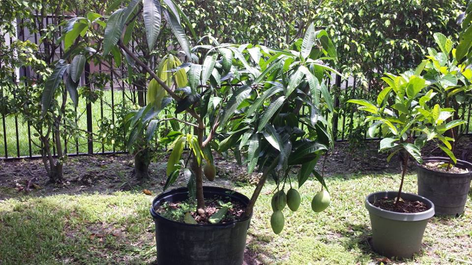 pickering mango 7-15-13