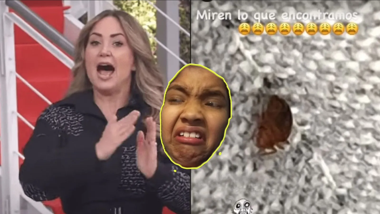 Descubrieron chinches en casa de Andrea Legarreta