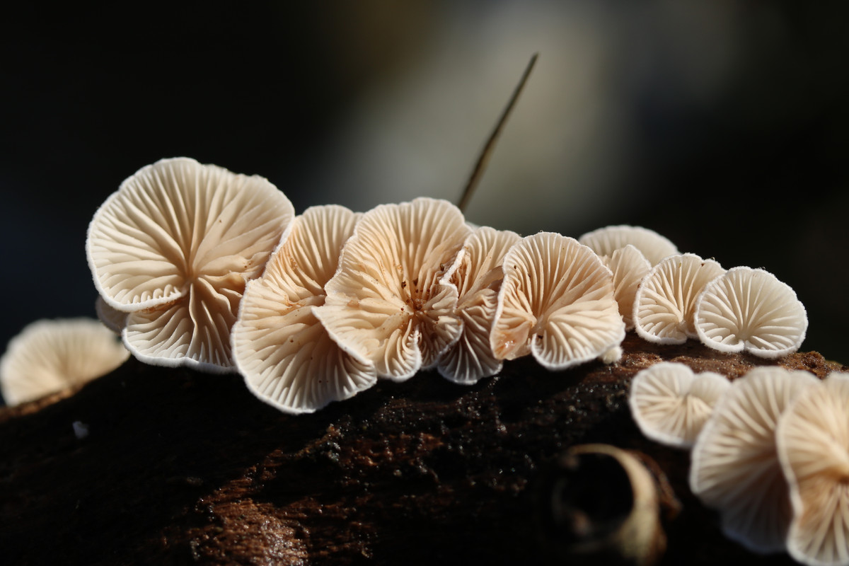 22011301 c Nature UK  Variable Oysterling Crepidotus variabilis Edington Somerset 12 January 2022