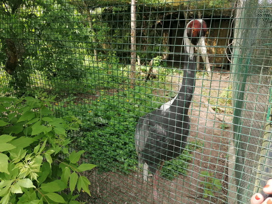 10.11 - IMG_20210604_150530 (Czesio1)