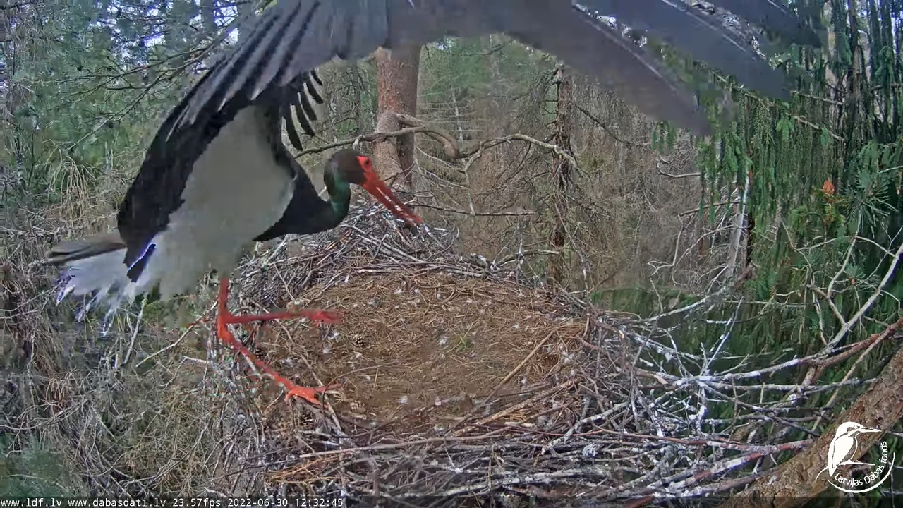 Melnais stārķis (Ciconia nigra) Siguldas novadā - LDF tiešraide 3-8-8 screenshot