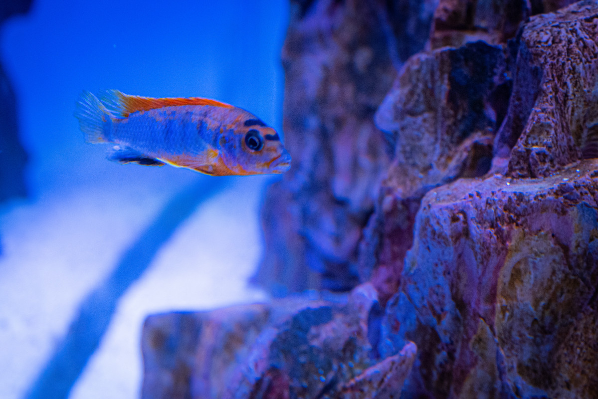 [Imagen: Labidochromis-Hongi-Red-Top-Macho-DSC-9590.jpg]