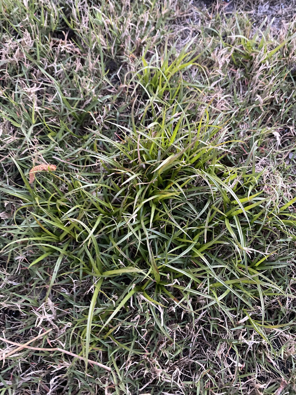 Kyllinga or Nutsedge? Lawn Care Forum