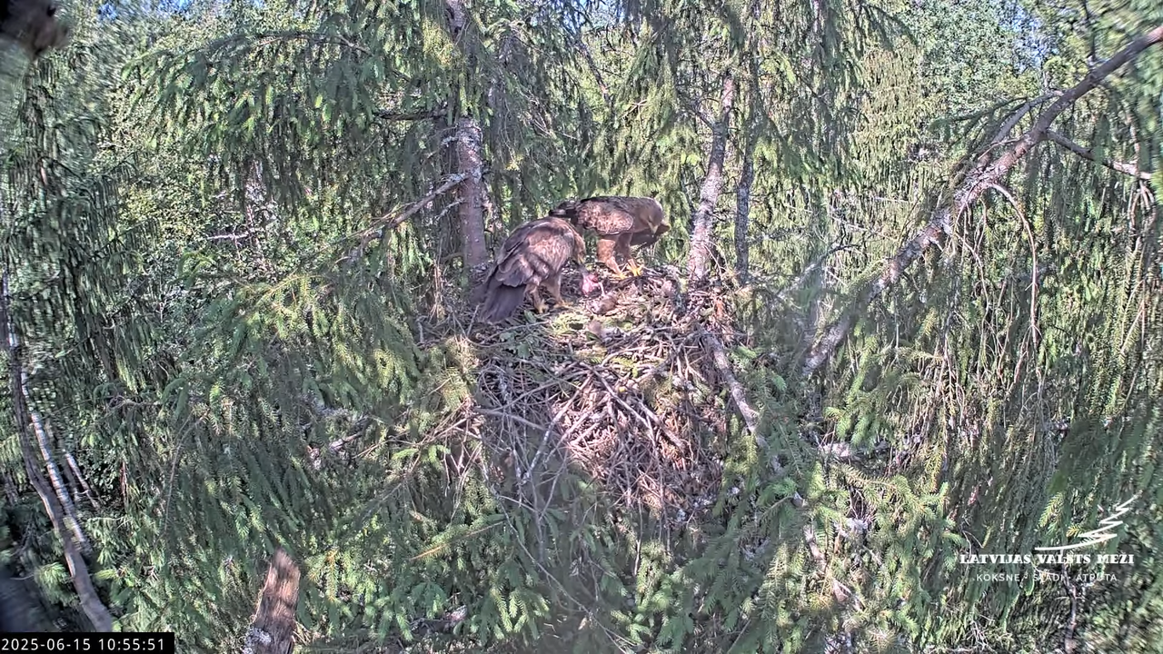 LVM mazais ērglis Lisiņa, egle2 – Lesser Spotted Eagle 13-21-31 screenshot (1)