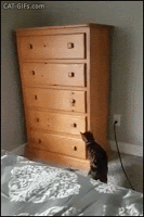 Amazing-Cat-GIF-Clever-cat-opening-dressing-drawers-climbing-inside-and-shuting-them-like-a-boss.gif