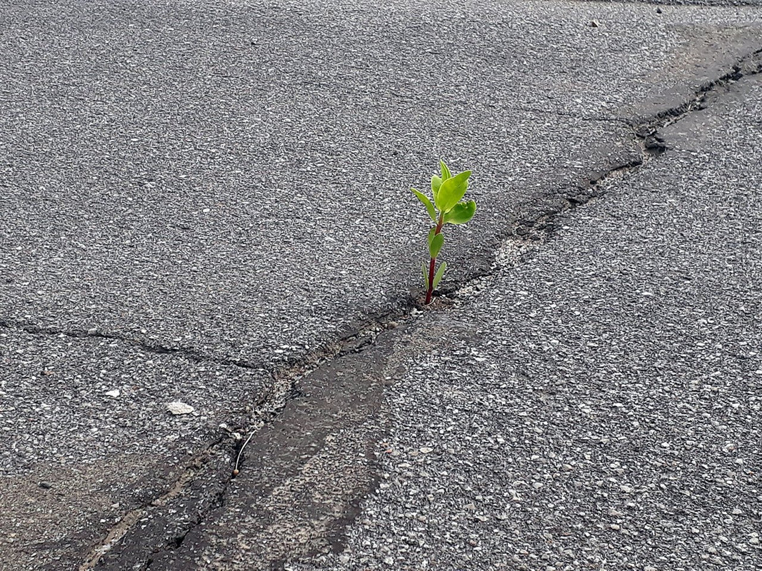 43. Сила жизни