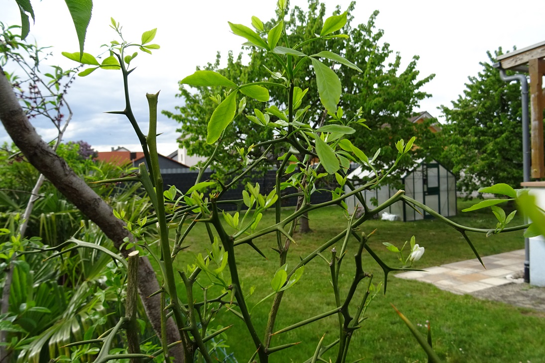 DSC00625