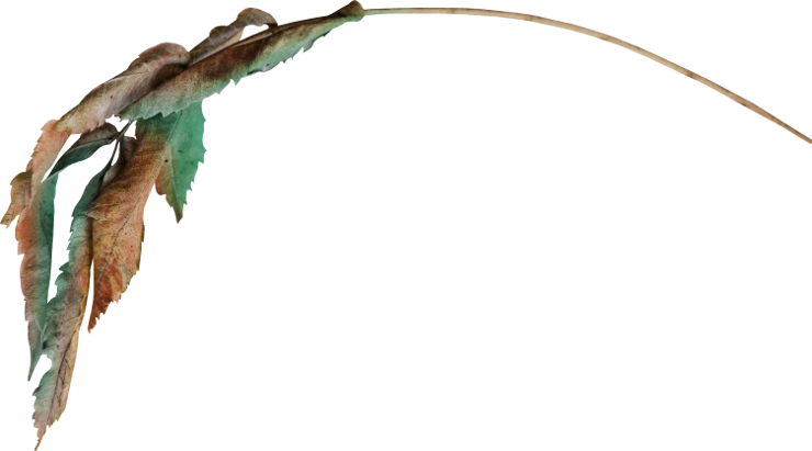 Autumn Witchery (132)