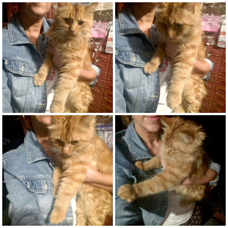 новый коллаждлдл