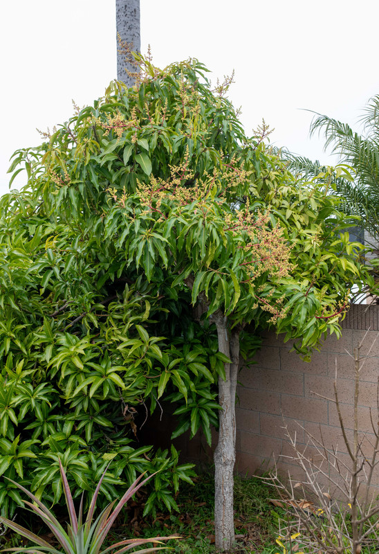 8U1A9009 Lemon Zest Peach Cobbler Mango Tree Flowering (12 22 2025)