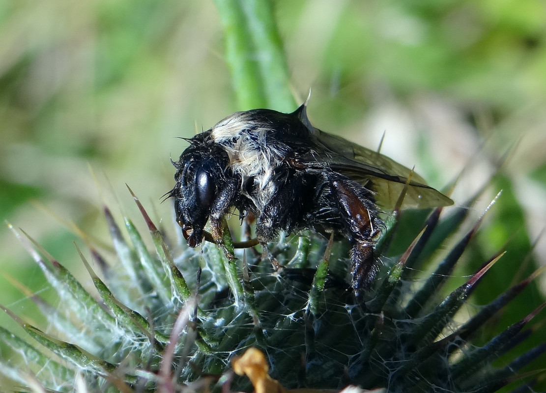 DEAD BUMBLE 1 050824