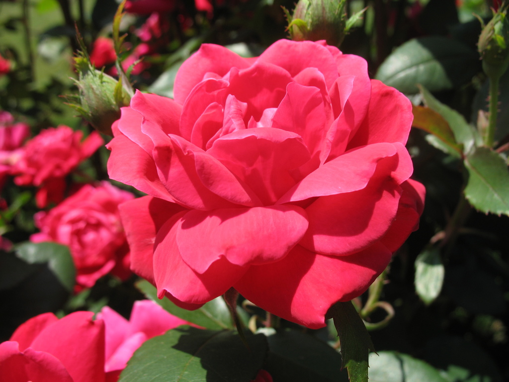 Lawn and Gardens 06.14.2017  (8)