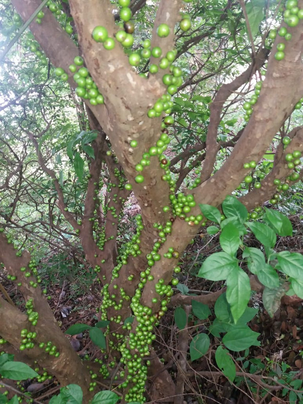 WhatsApp Image 2020-11-29 at 18.27.32 (7)