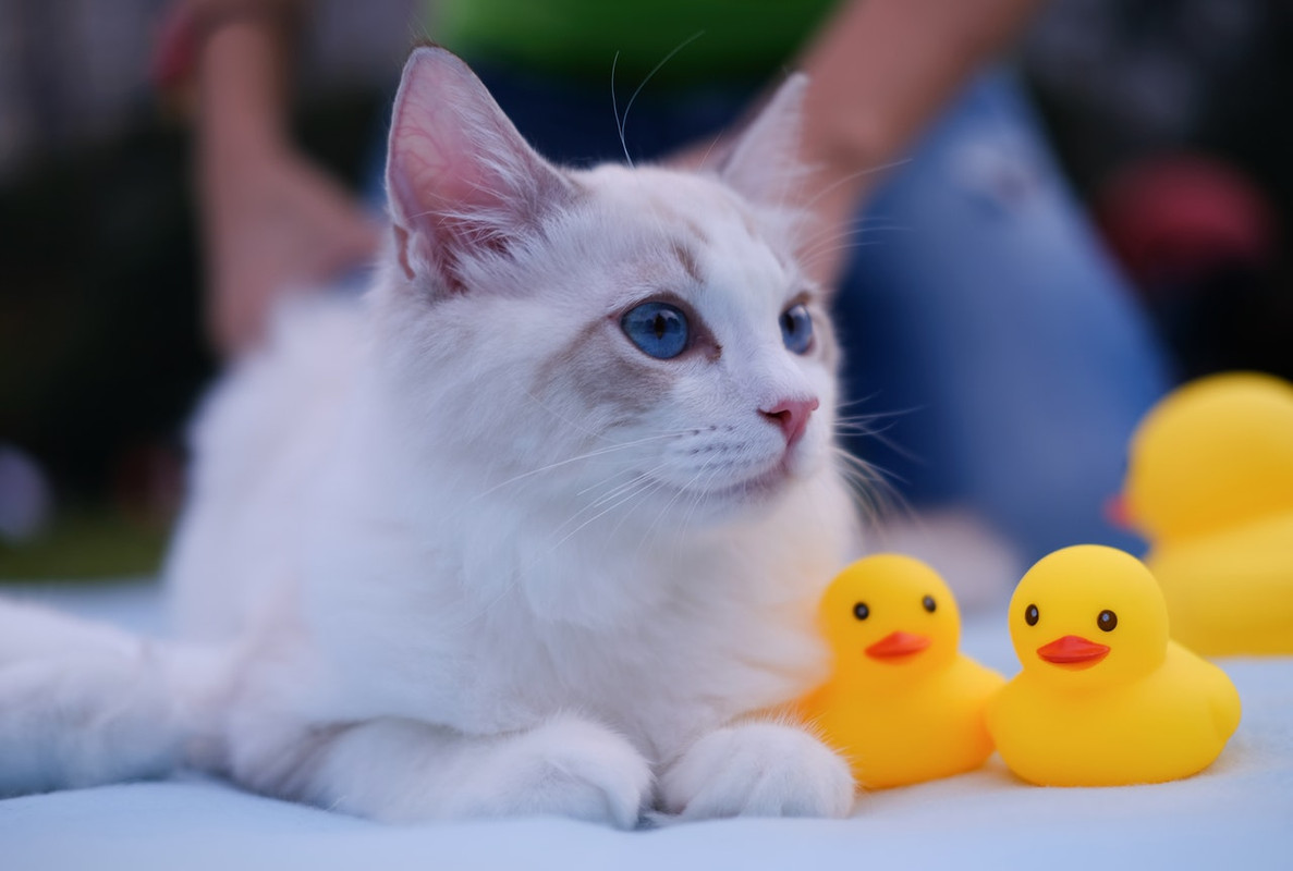 pexels-peng-louis-1444751