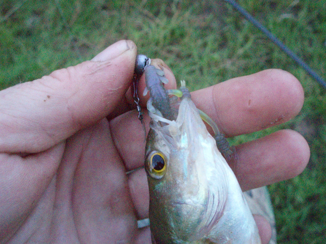 окунь рачёк