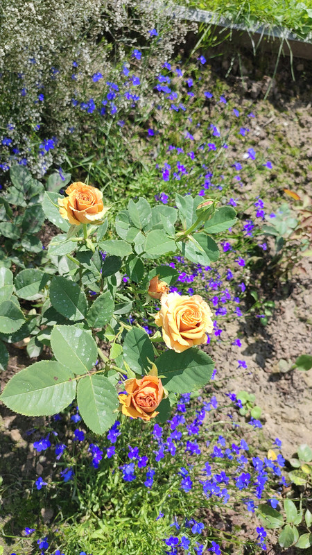 IMG_2023_08_02_12_39_56_2362038891569357115195