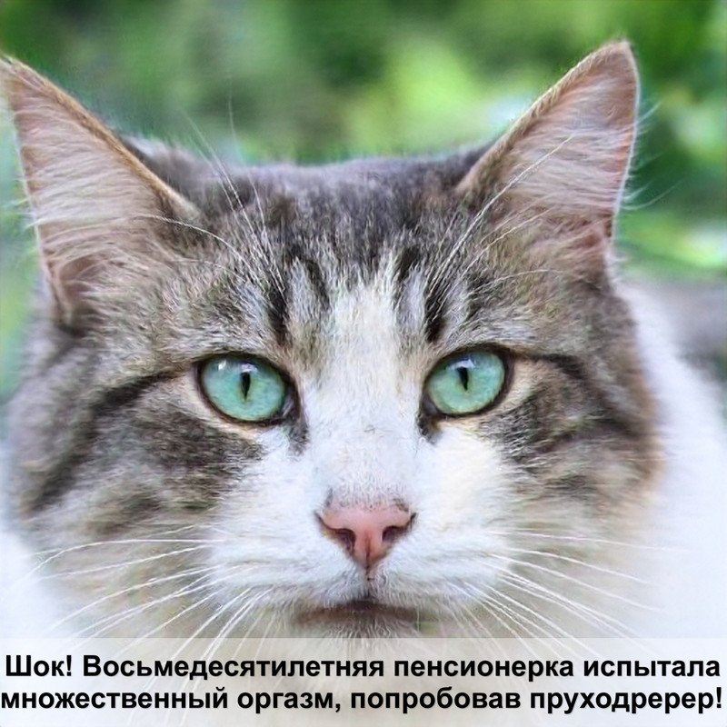 корм проплан для кошек отзывы