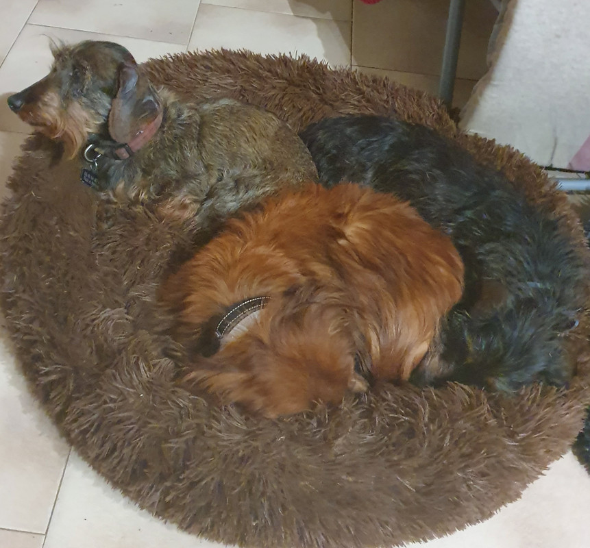 [Image: 20210415-213004.jpg]