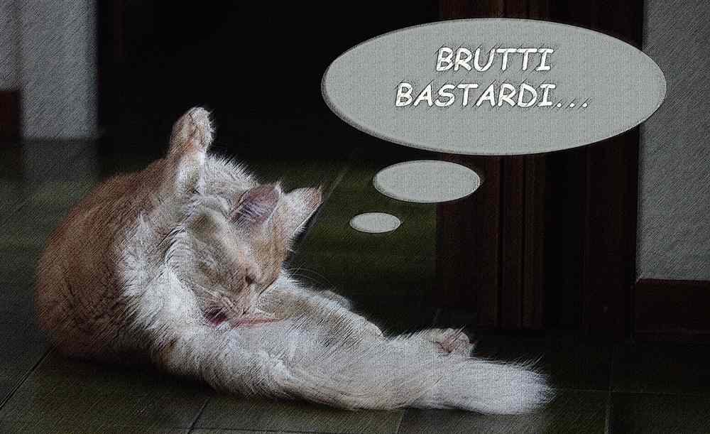 _castrazione cat