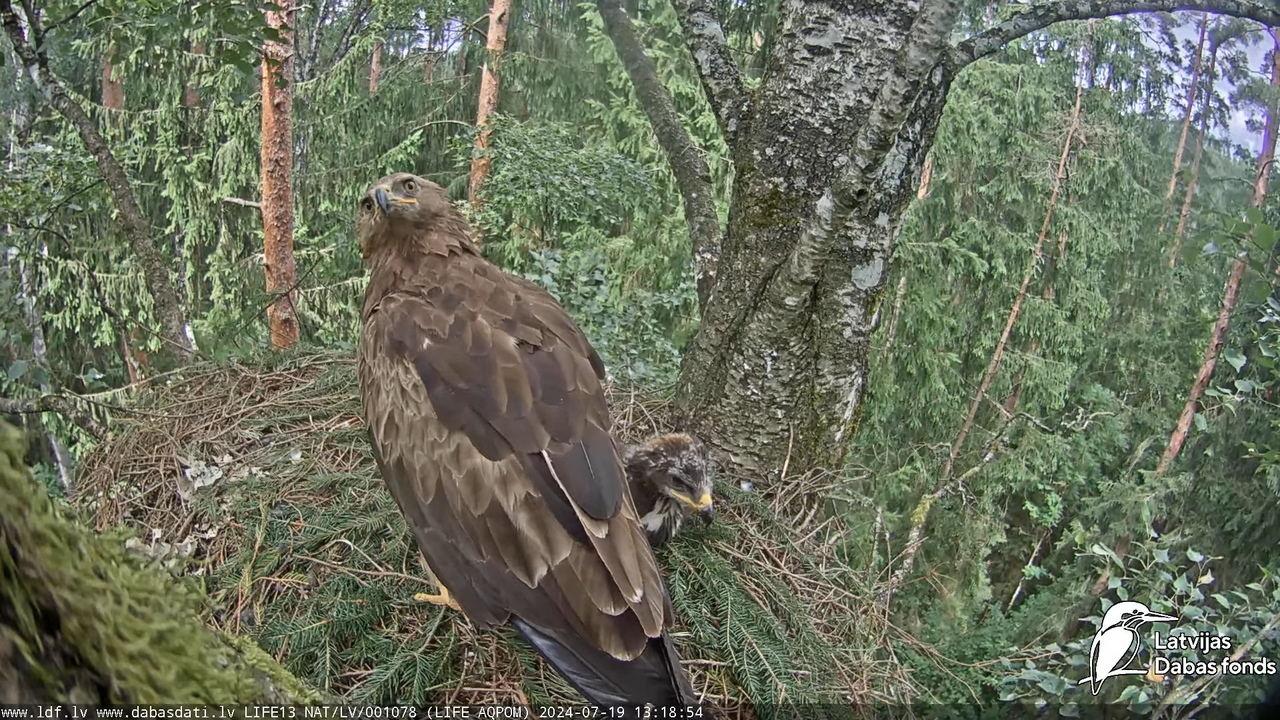 Mazais ērglis (Clanga pomarina), ligzda bērzā - LDF tiešraide 15-18-36 screenshot