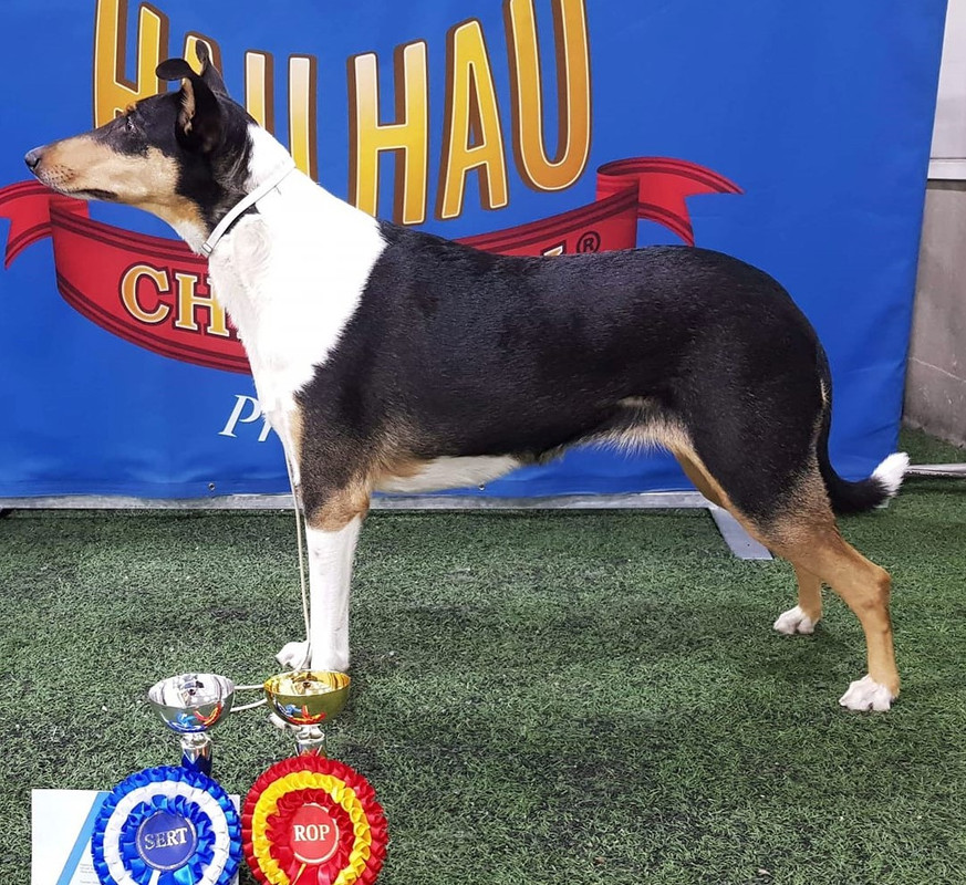 Sileäkarvainen collie, Judy's Magician Devil's Dance