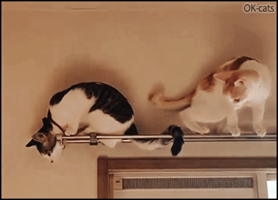 Funny-Cat-GIF-When-a-clumsy-cat-walking-backwards-over-another-cat-falls-on-floor.gif