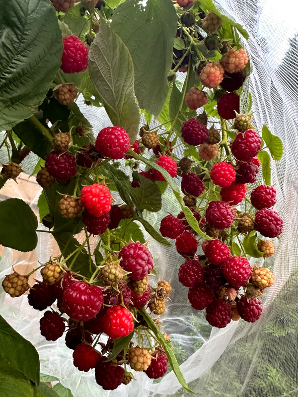 blackberry-6.jpg