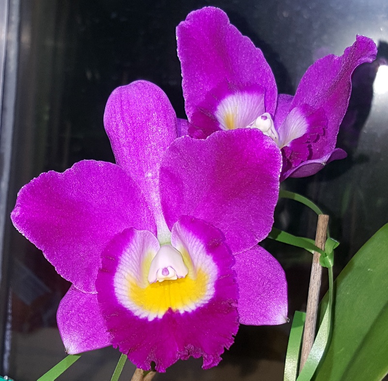 Orchideen 3 (fortlaufende Seiten 300 bis 400) - Seite 39 20180217-230535