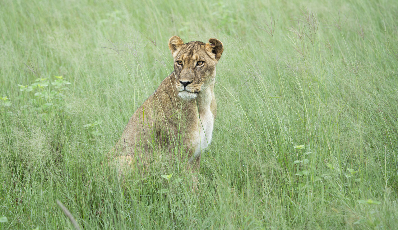 Photo étape Savuti
