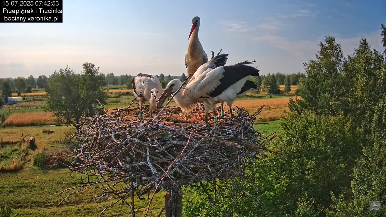 15072025bociany15
