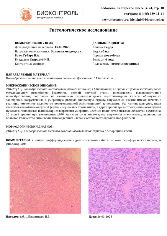 Гистология