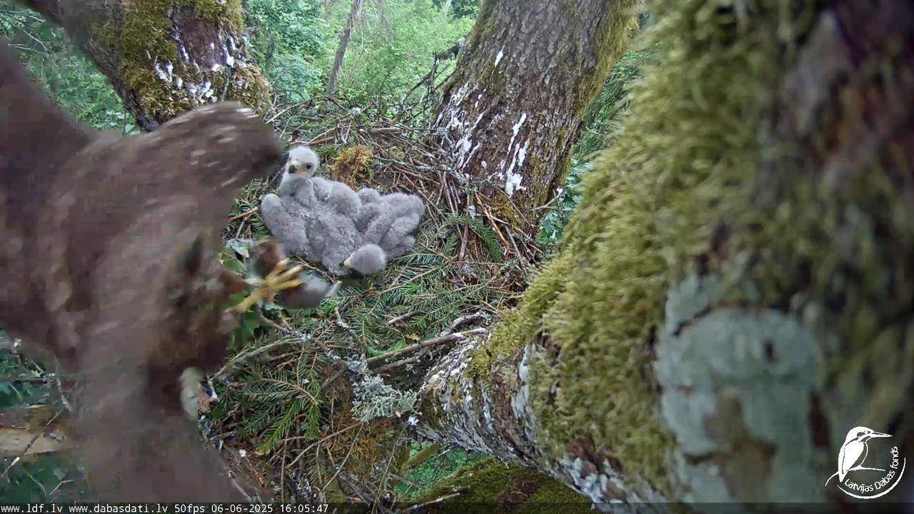 Melnās klijas (Milvus migrans) Kurzemē_ peļu klijāni (Buteo buteo) 11-34-32 screenshot