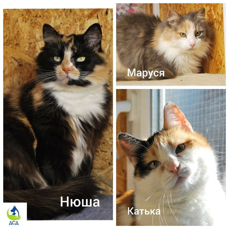 Трехцветки1