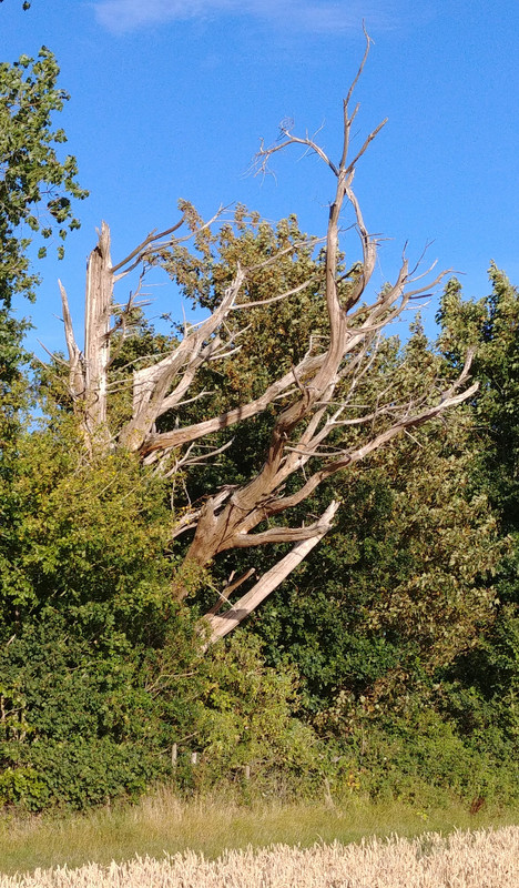 [Image: 20200718-dead-tree.jpg]