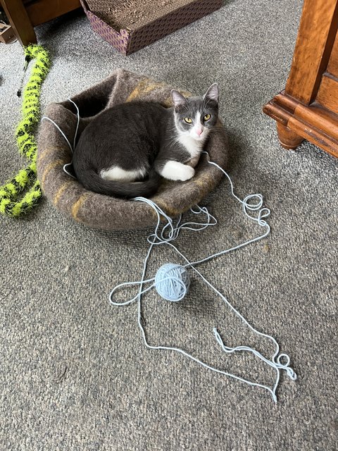 National Kitten Day