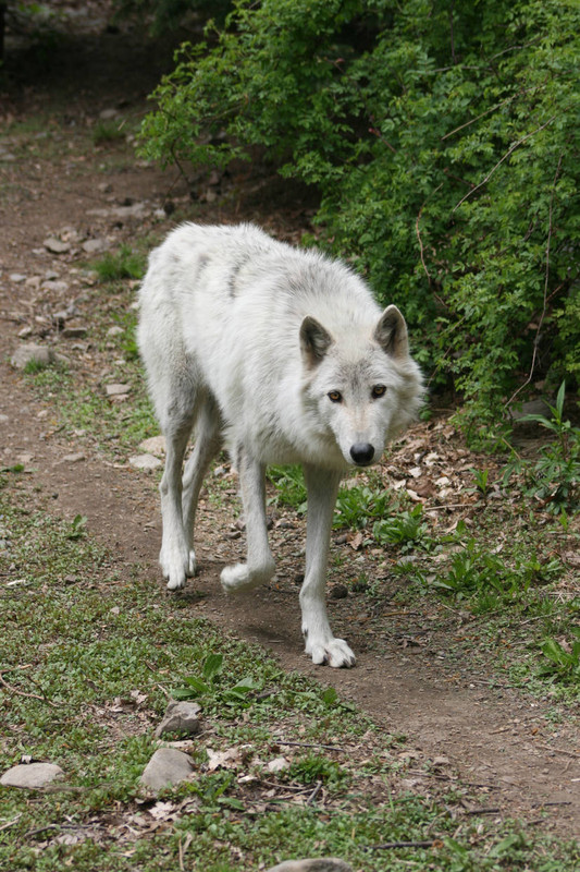 wolf-3-by-ma8201-d3fz4wj-414w-2x.jpg
