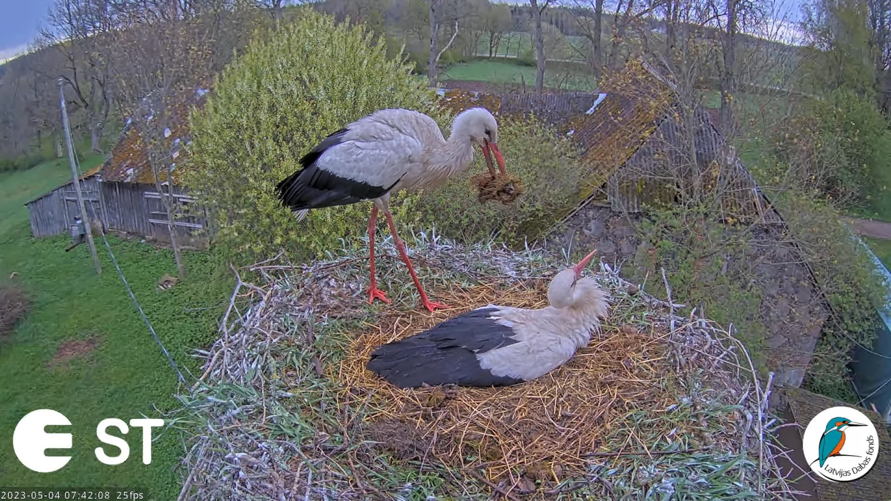 Baltie stārķi (Ciconia ciconia) Tukuma novadā - LDF tiešraide __ White storks in Tukums, Latvia 8-53