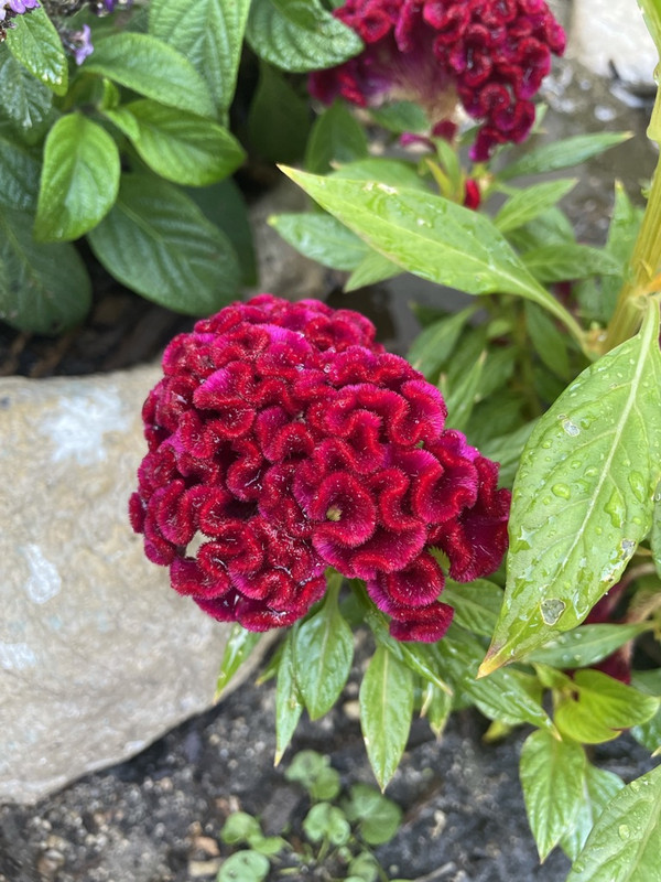 355BD6DF-57A4-4AE7-AE48-2664F2B94CAC_1_105_c