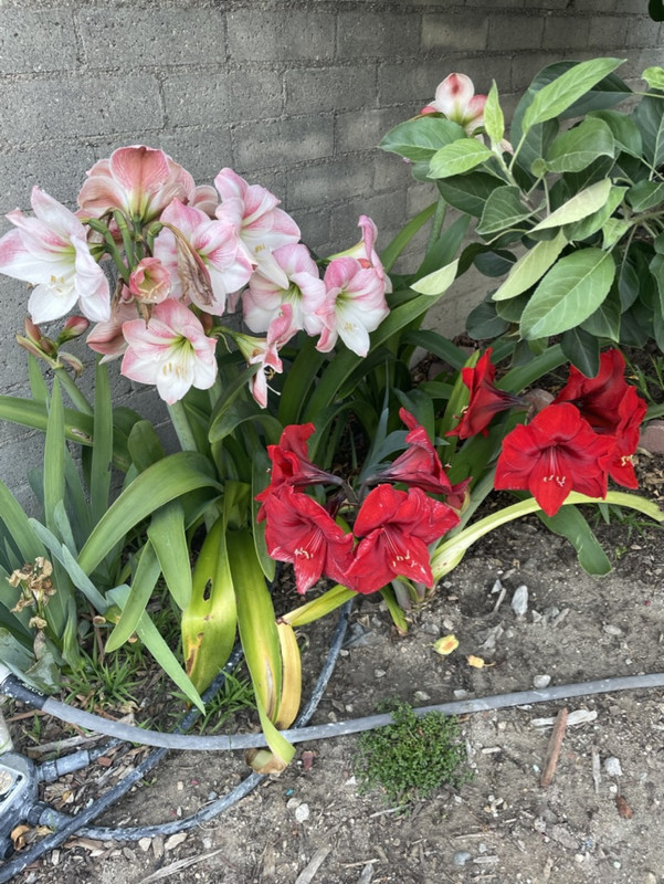 87E9A149-7A98-4A20-B023-05A1B4B079D4_1_105_c