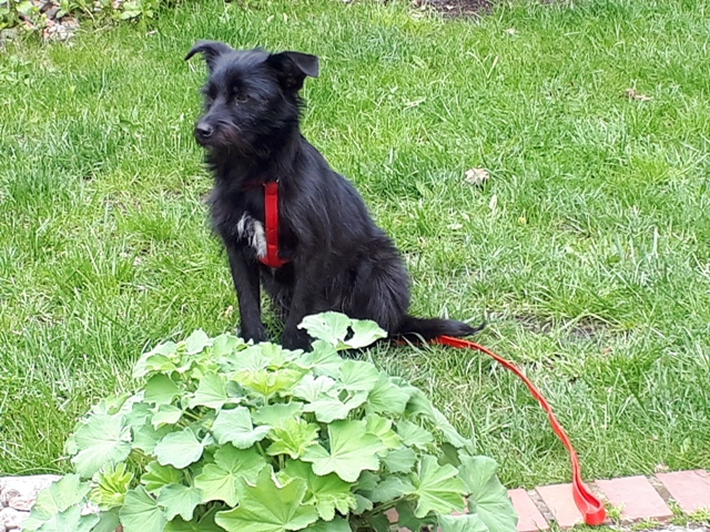 Kofi-4.jpg
