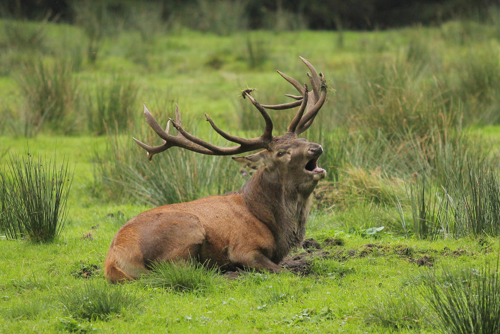 red-deer-10-by-landkeks-stock-d9axeo3-fullview.jpg