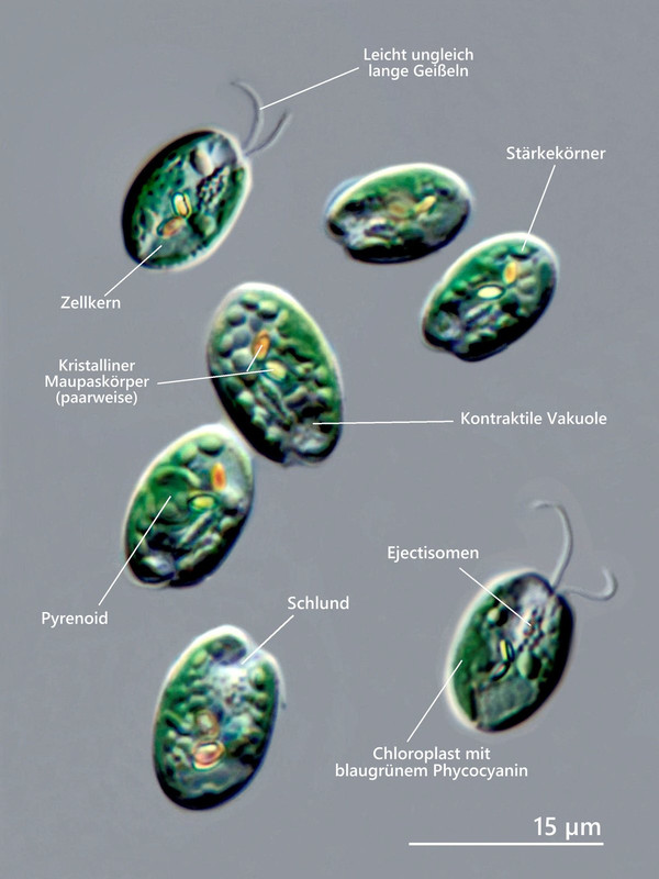 Chroomonas 05 baltica Furchenflagellat Beschriftung (Algal 245) DIK 100 Stack 4