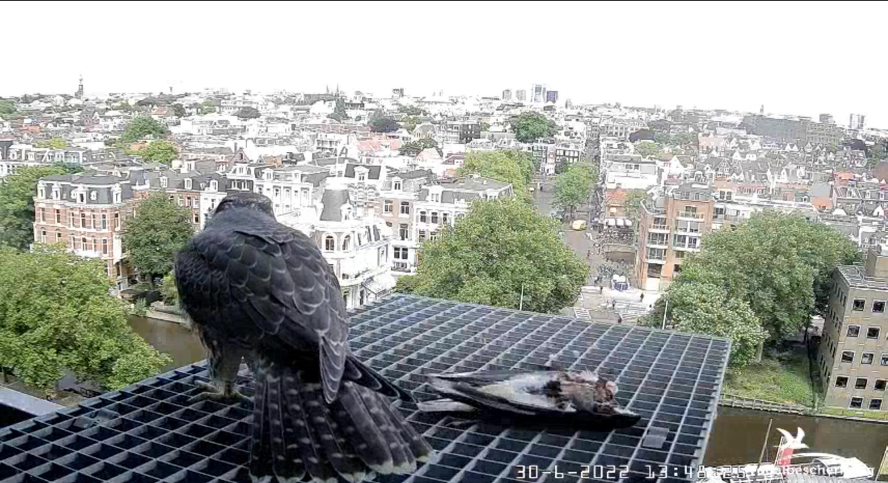 Amsterdam/Rijksmuseum screenshots © Beleef de Lente/Vogelbescherming Nederland - Pagina 35 Video-2022-06-30-135031-Moment-6