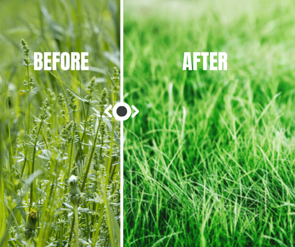 When to mow new seeded lawn sale