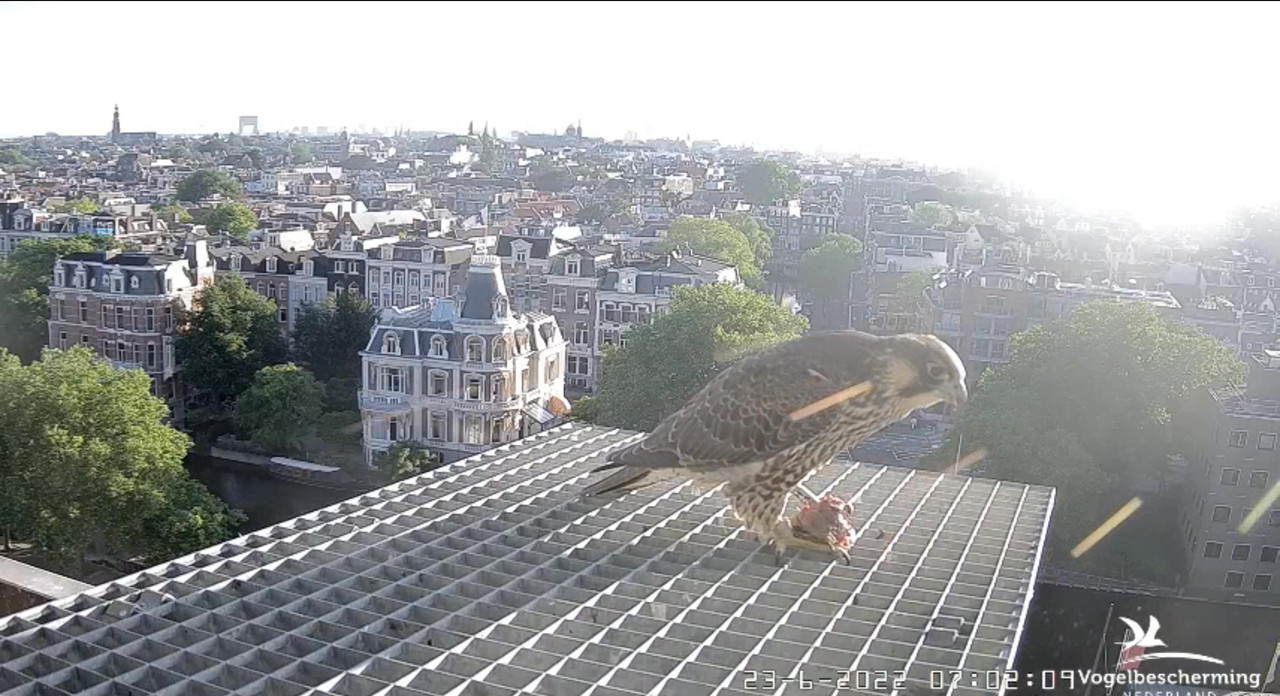 Amsterdam/Rijksmuseum screenshots © Beleef de Lente/Vogelbescherming Nederland - Pagina 31 Video-2022-06-23-070423-Moment-8